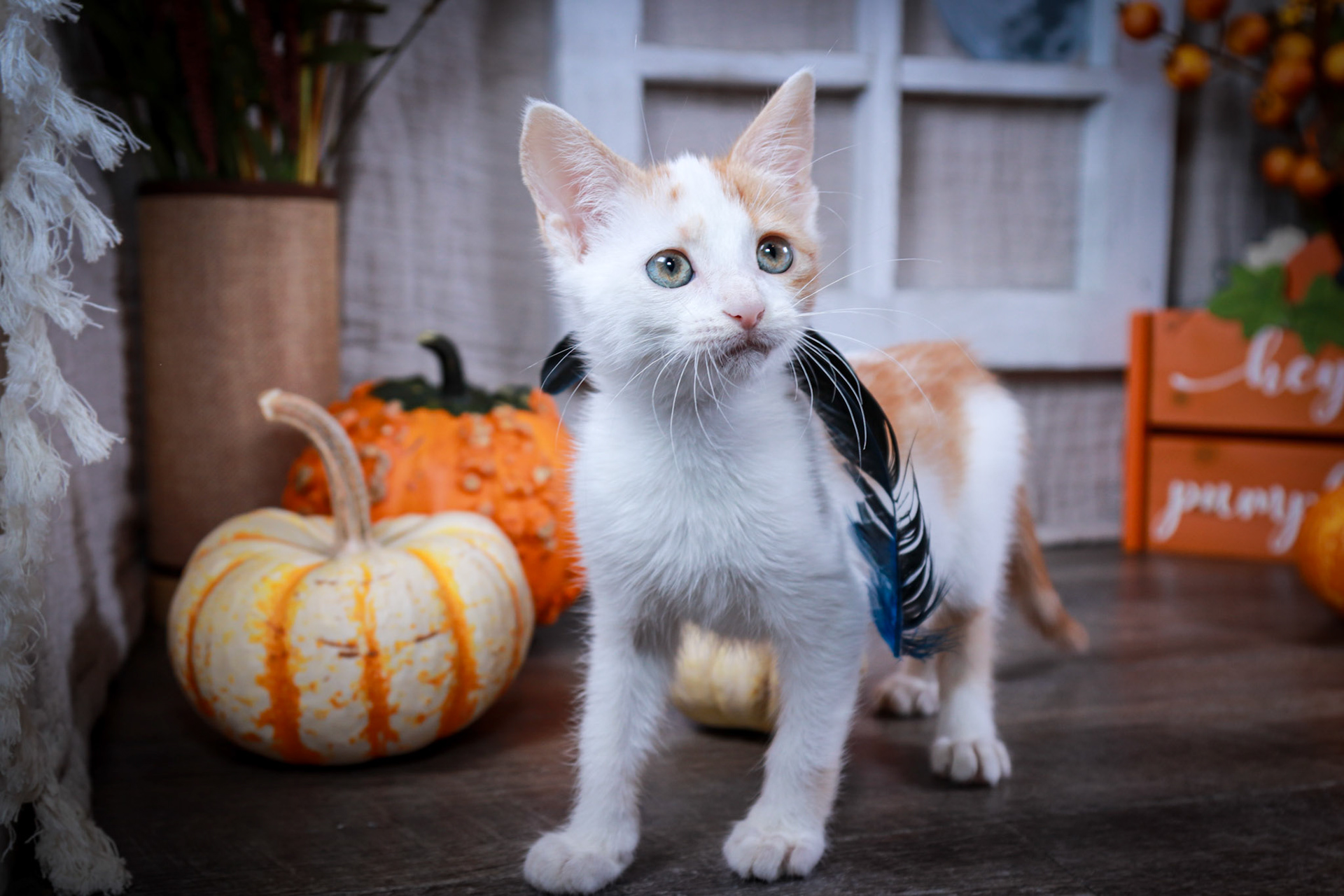 Ginger (F-DSH-Ginger/White)