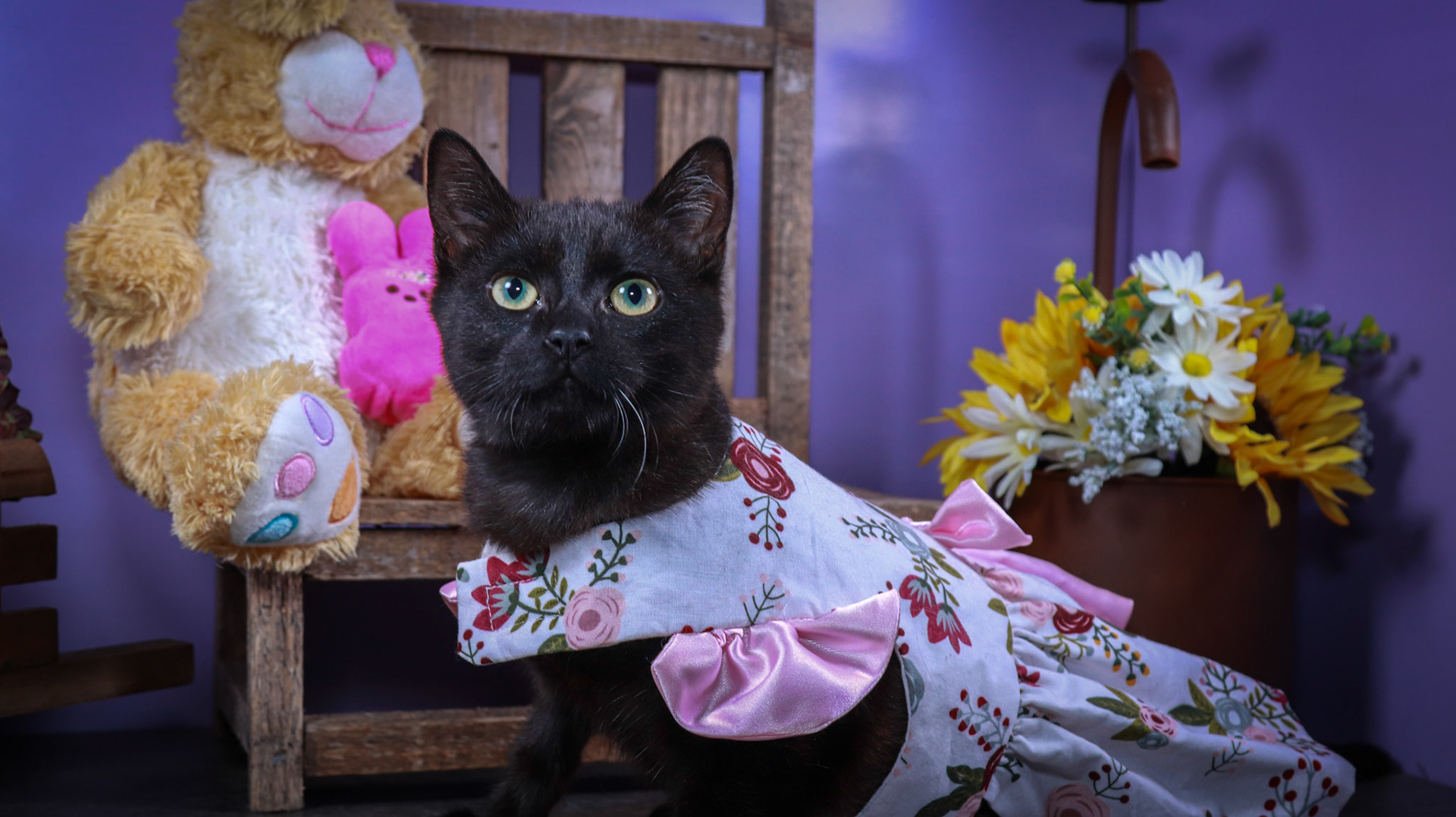 Licorice (F-DSH-Black)