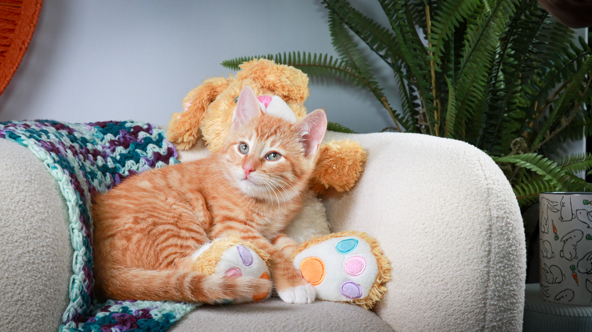 Woodrow (M-DSH-Ginger)