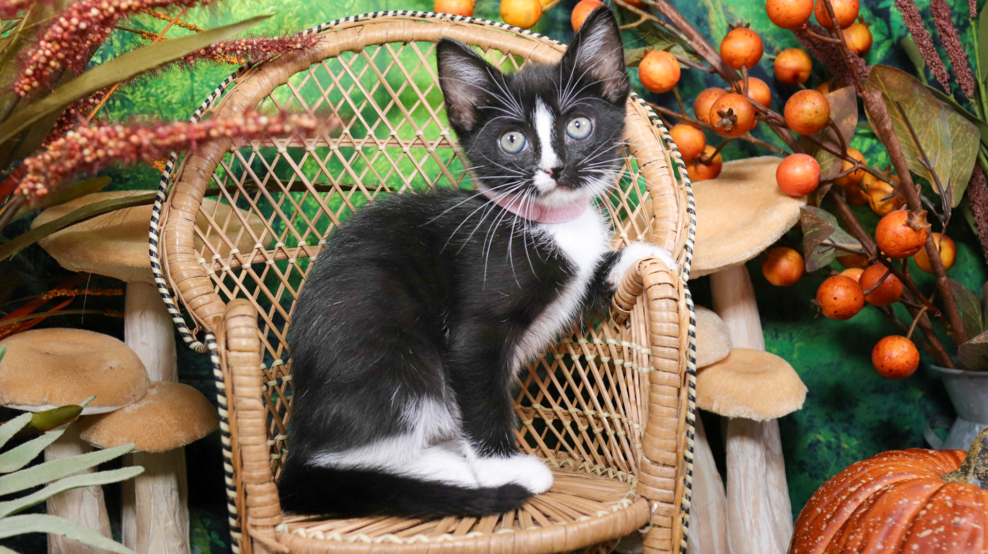 Magnolia (F-DSH-Black/White/Tuxie)