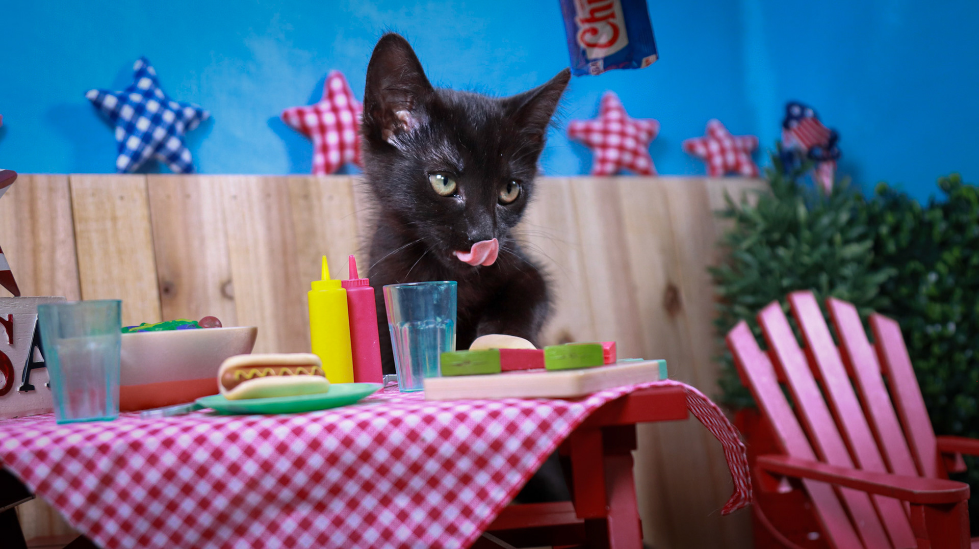 Penelope (F-DSH-Black)