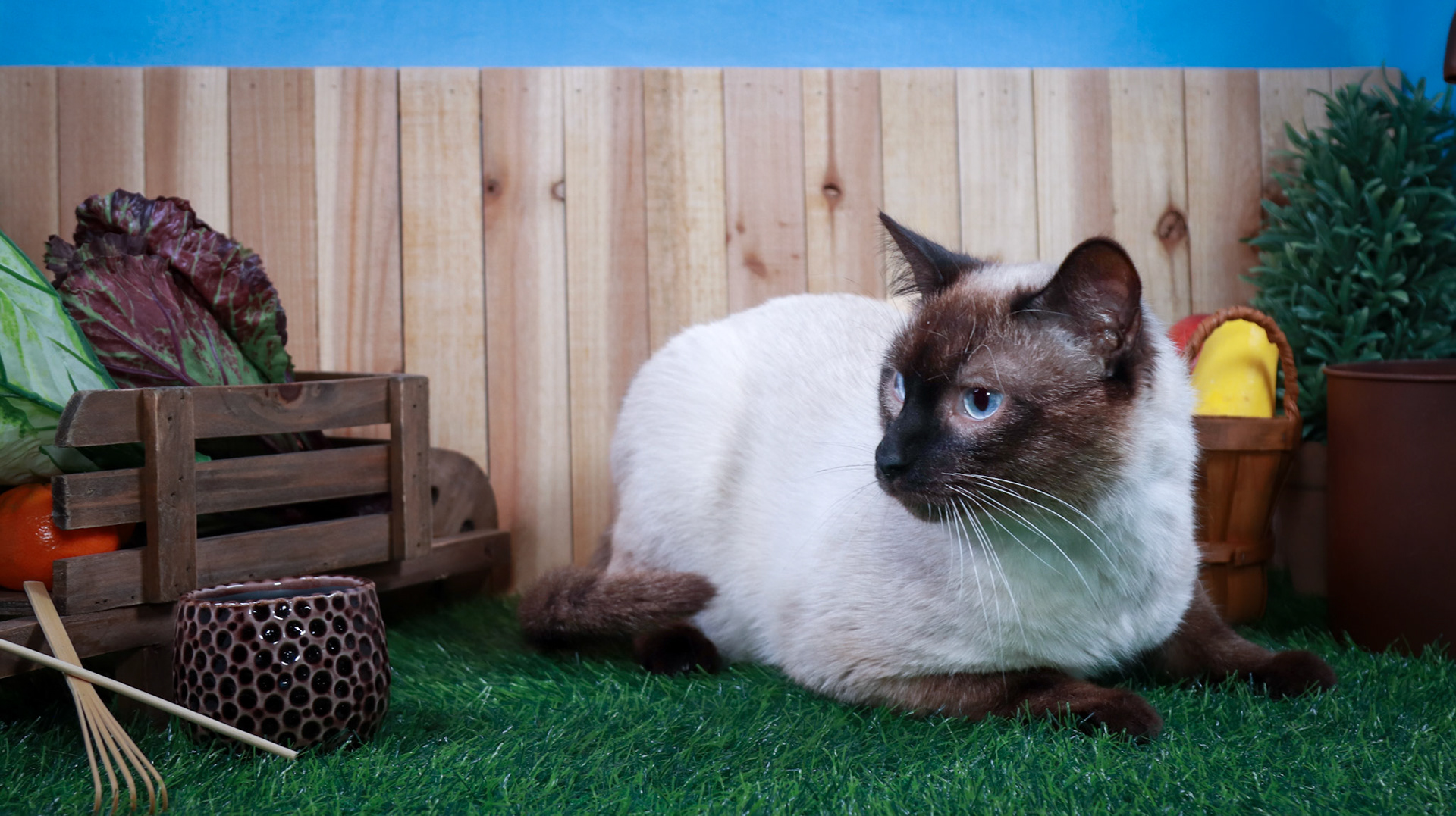 Amir (M-DSH-Siamese)
