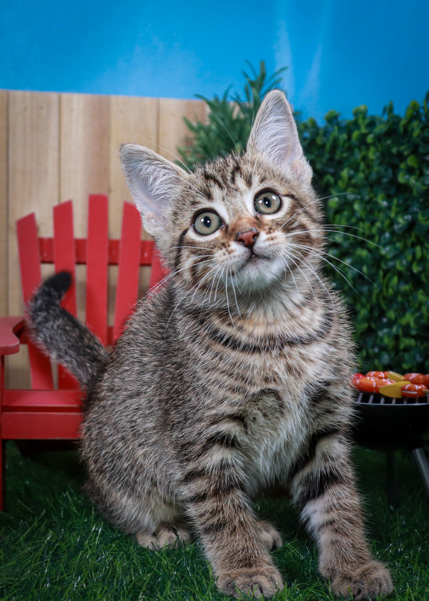 Bosky (M-DSH-Brown/Tabby)