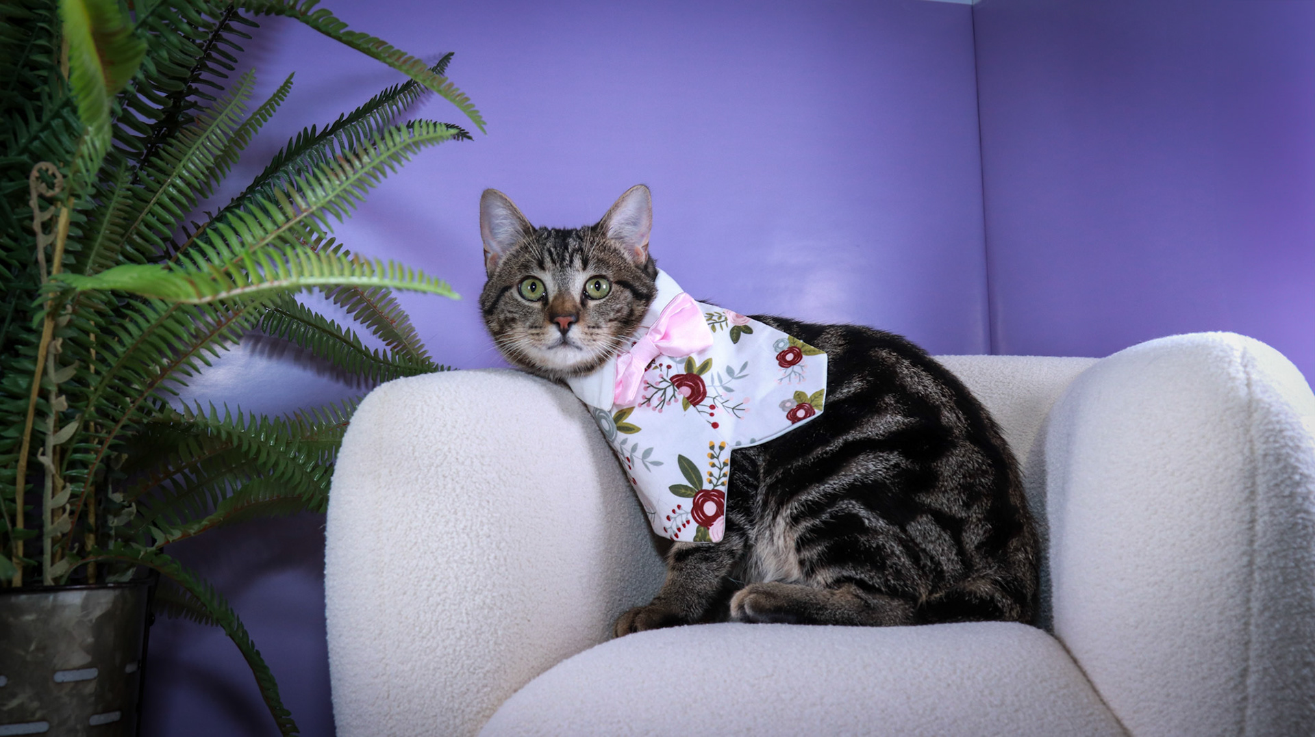 Max (M-DSH-Bullseye Tabby)