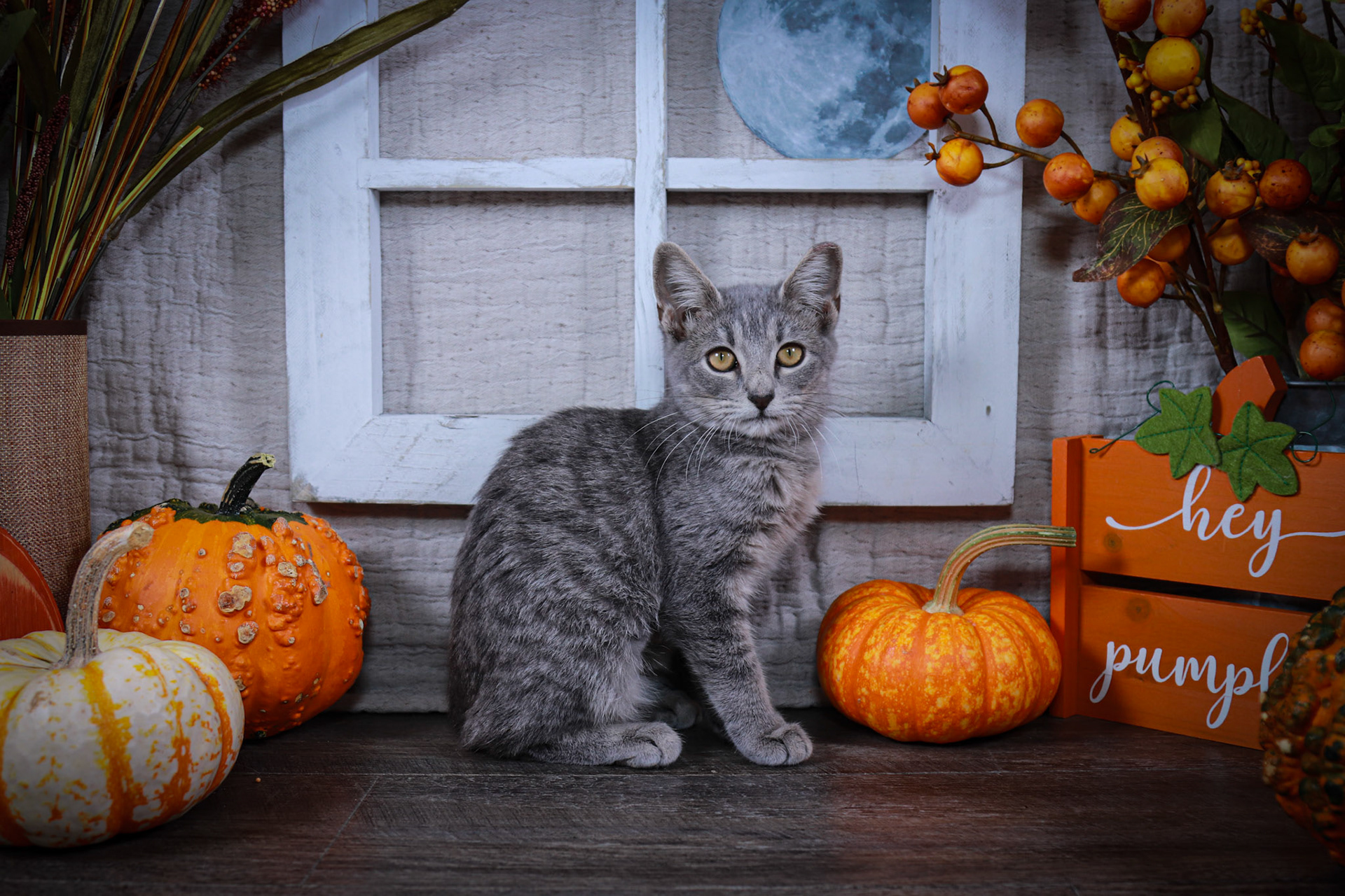 Fontana (F-DSH-Gray/Tabby)