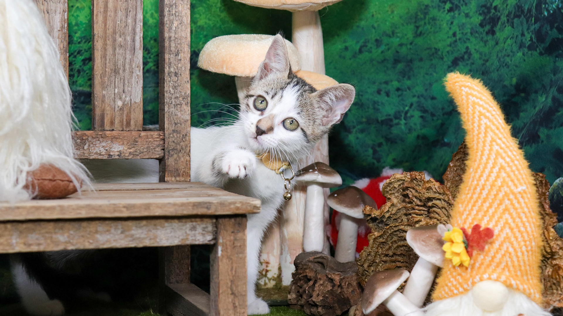 Clover (F-DSH-Tabby/White)