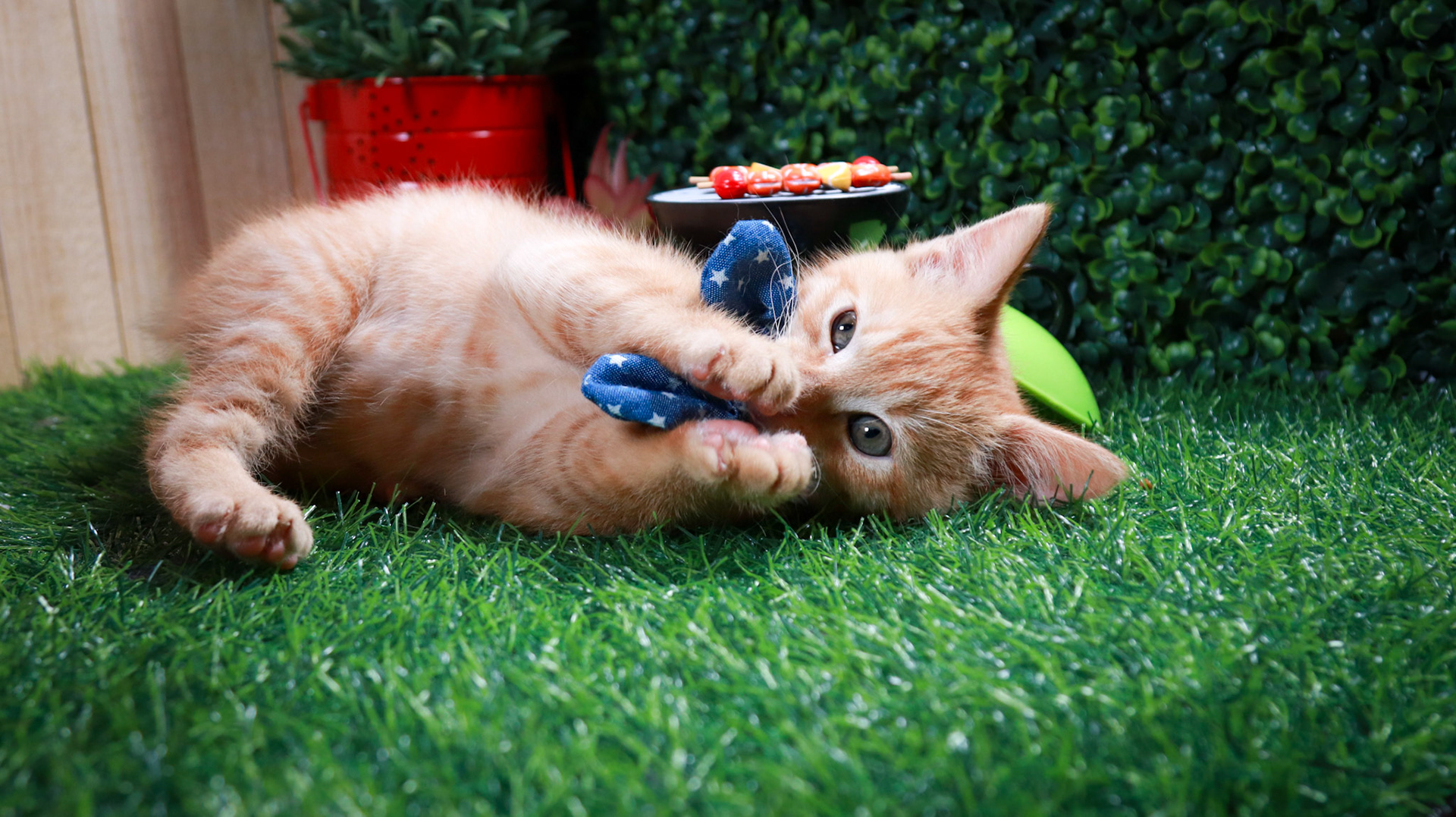 Gus Gus (M-DSH-Ginger)