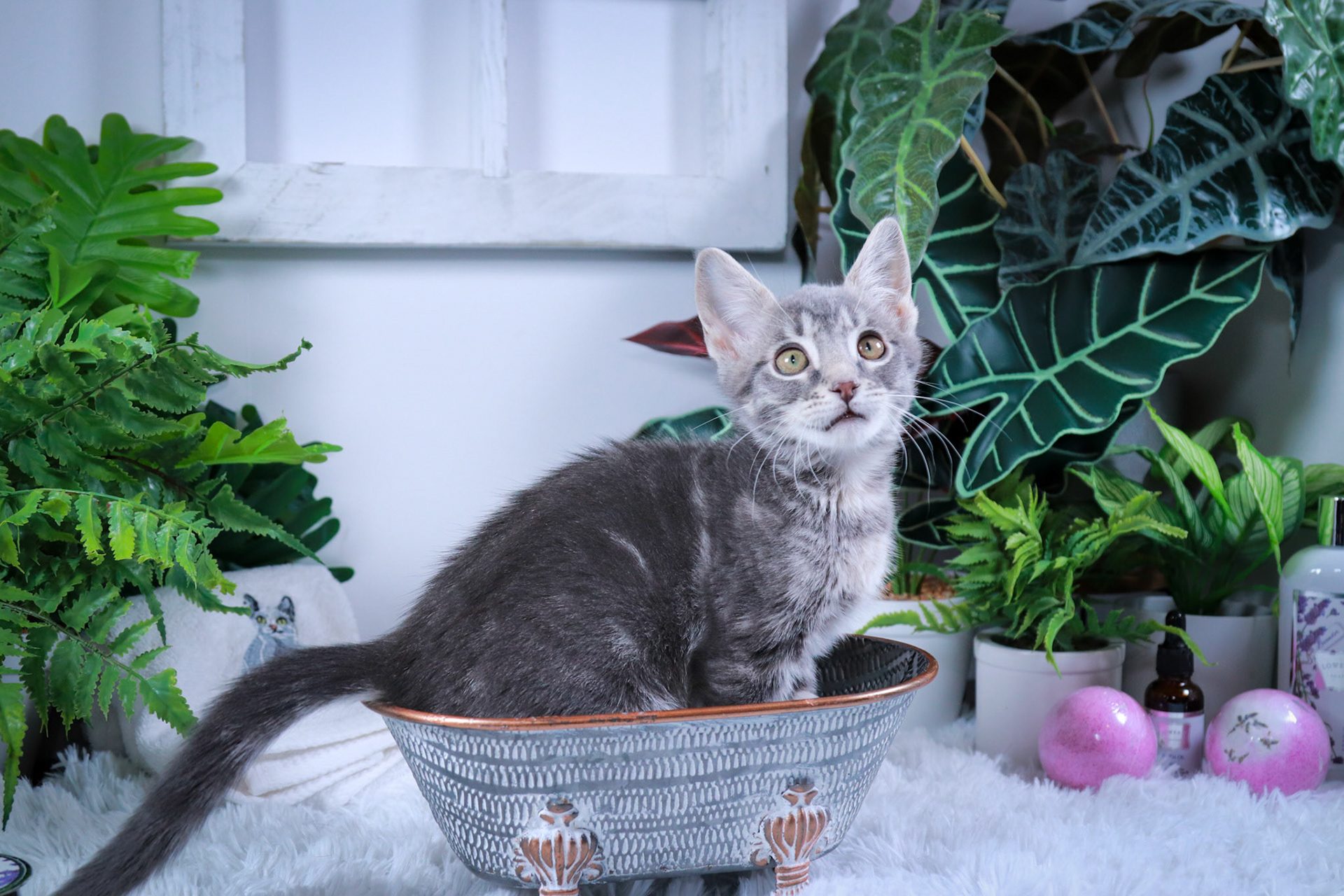 Tobey (M-DSH-Gray/Tabby)
