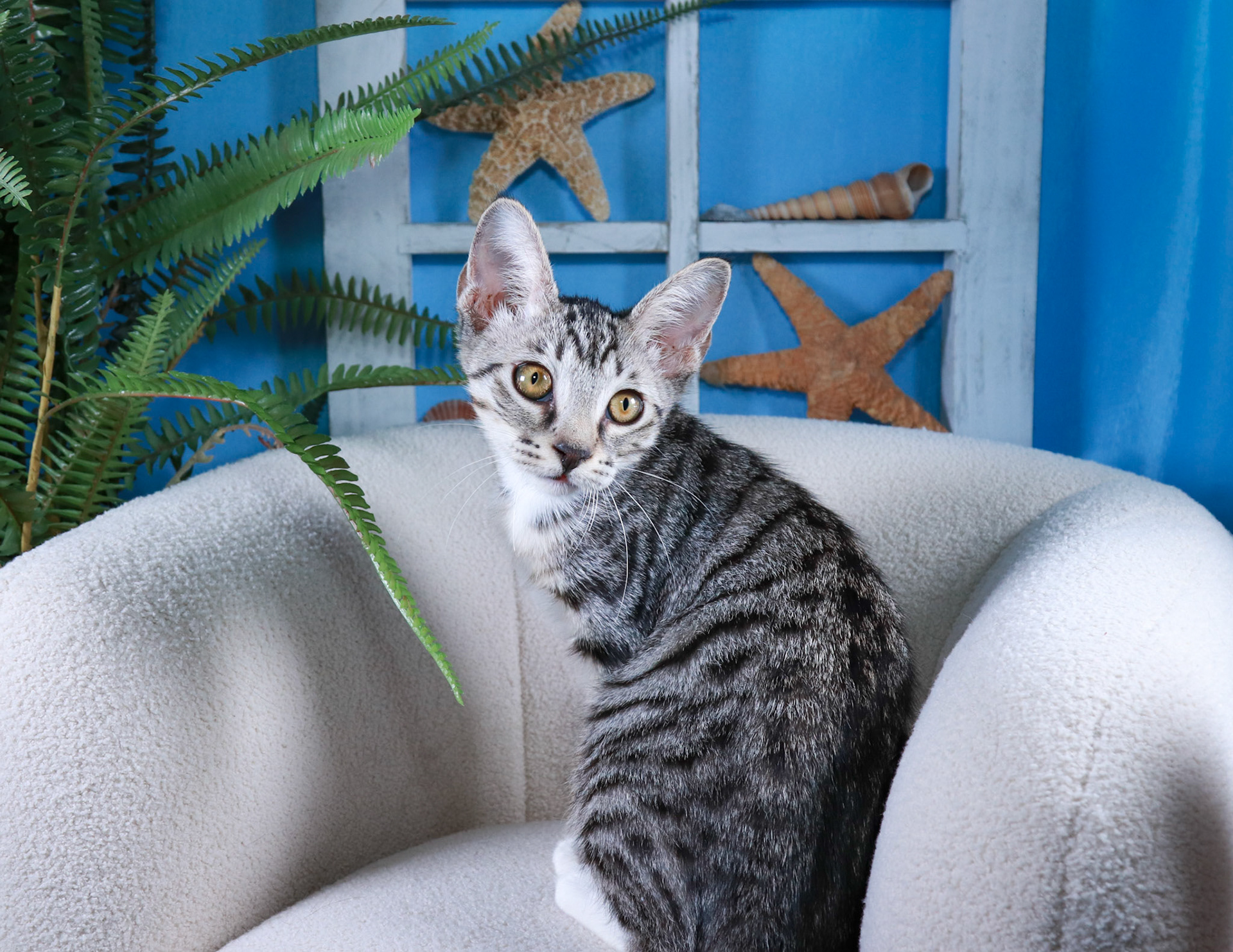 Whitefoot (F-DSH-Tabby/White)
