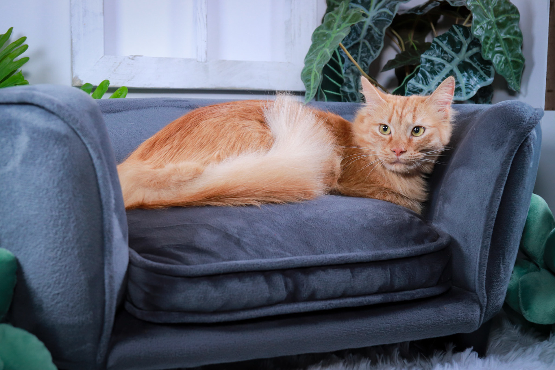 Mango (M-DLH-Ginger/Tabby)
