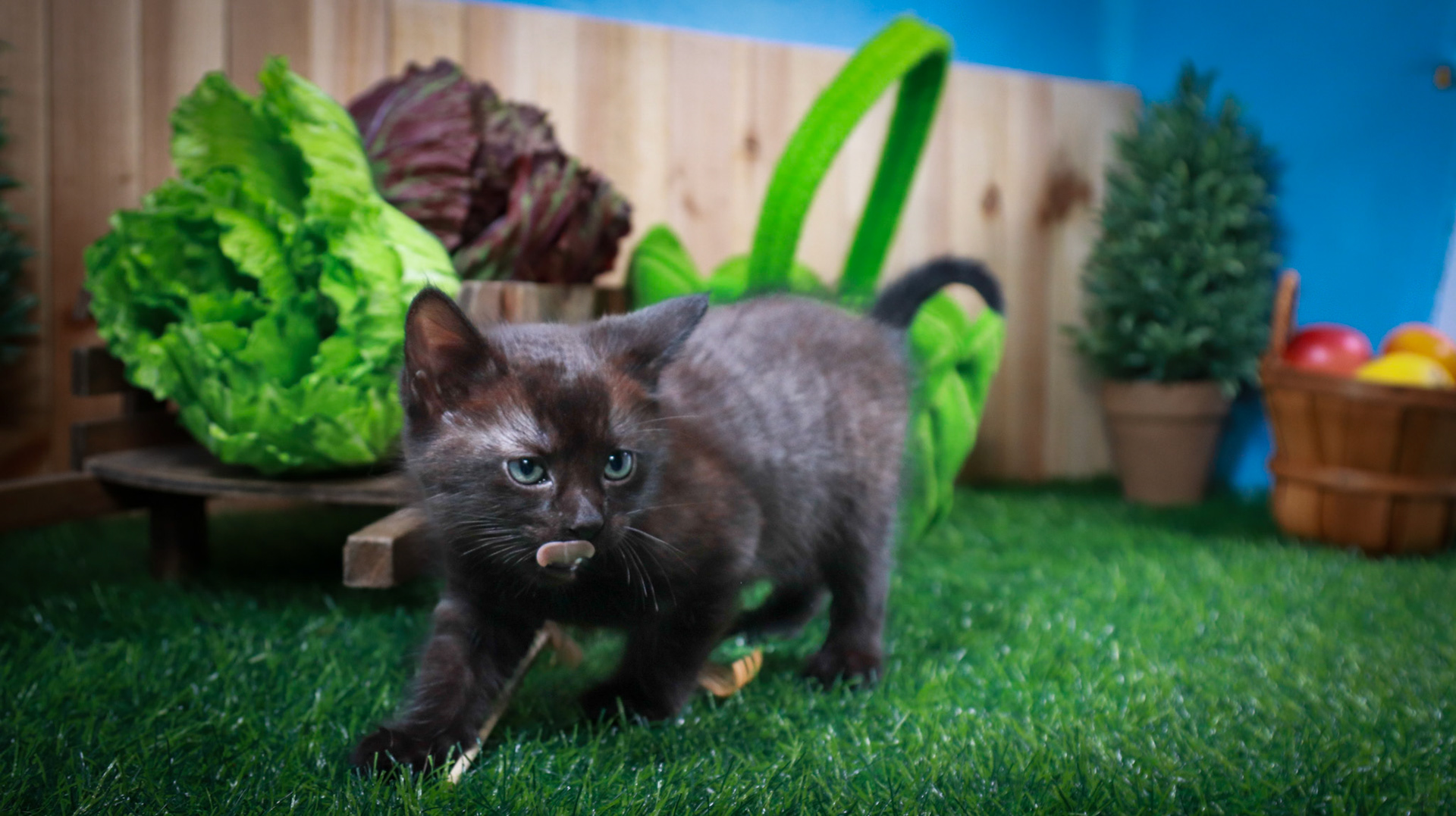 Tippy (M-DLH-Black)