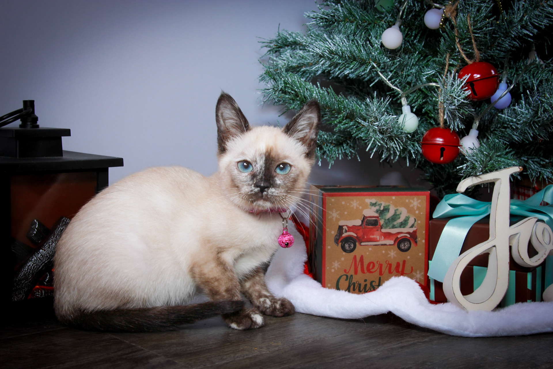Maple (F-DSH-Tortie Pint Siamese)