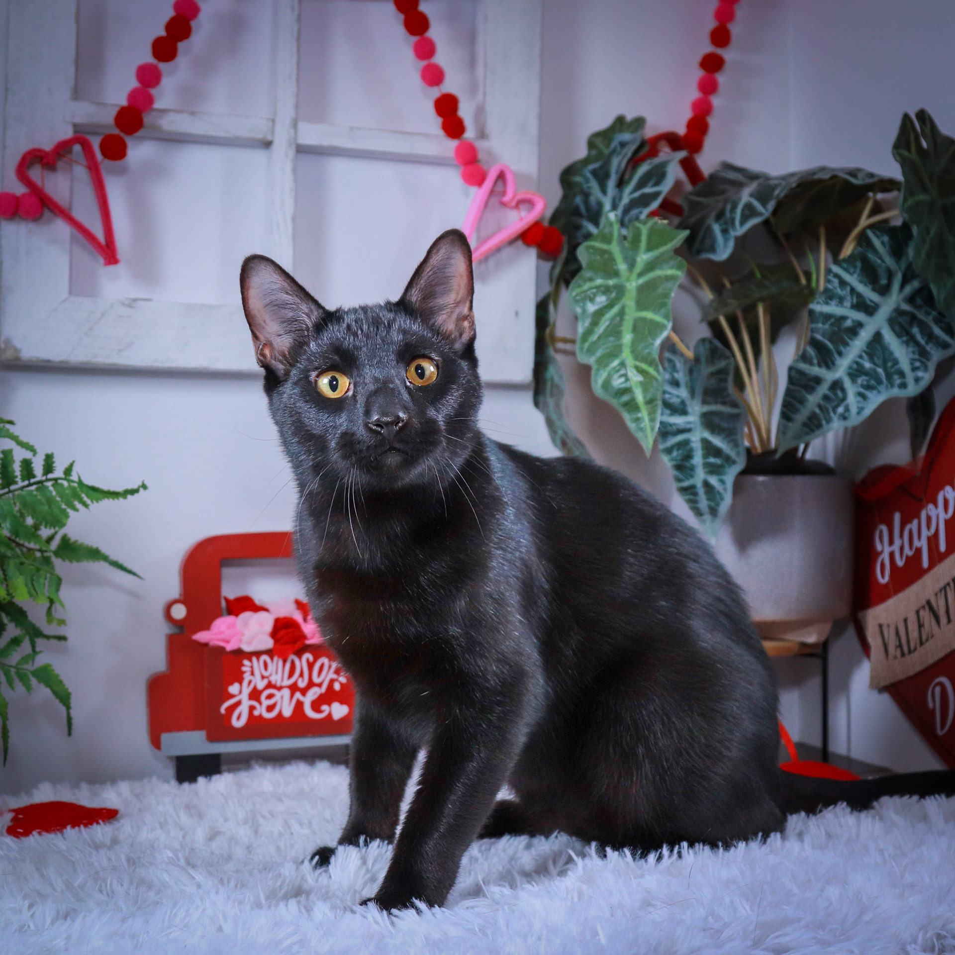 Robin (M-DSH-Black)