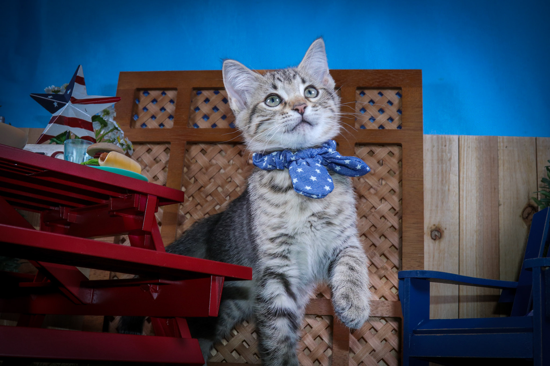 Rocky (M-DSH-Tabby)
