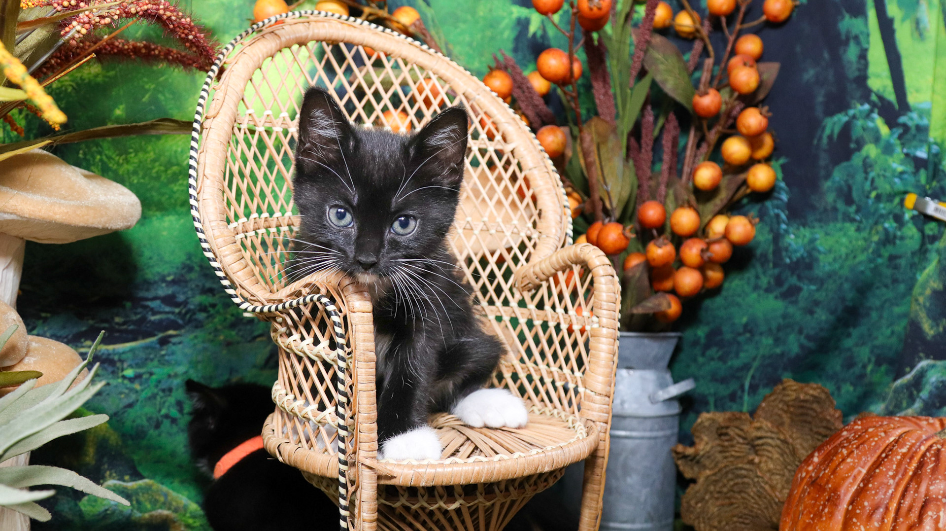 Olive (F-DSH-Polydactyl/Black/White/Tuxie)