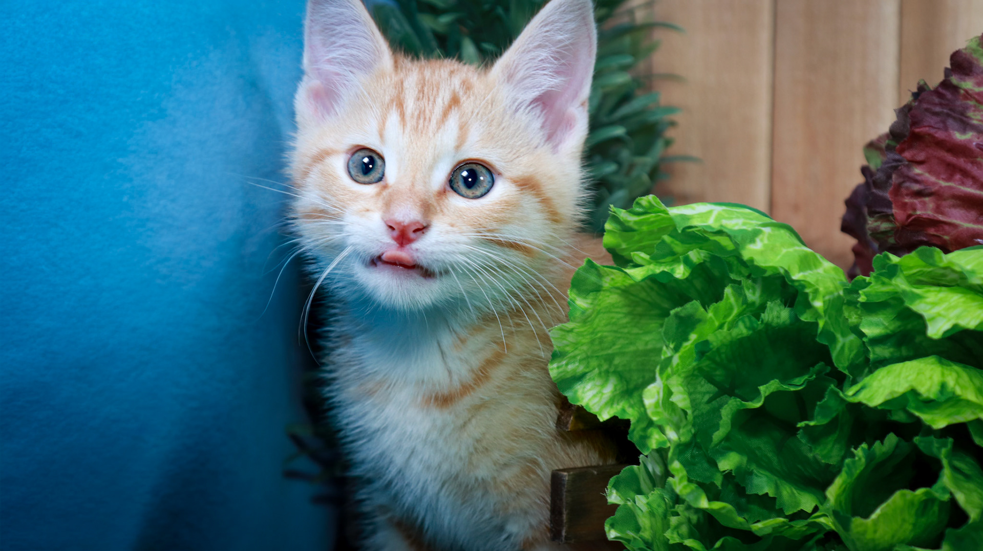 Chuck (M-DSH-Ginger)