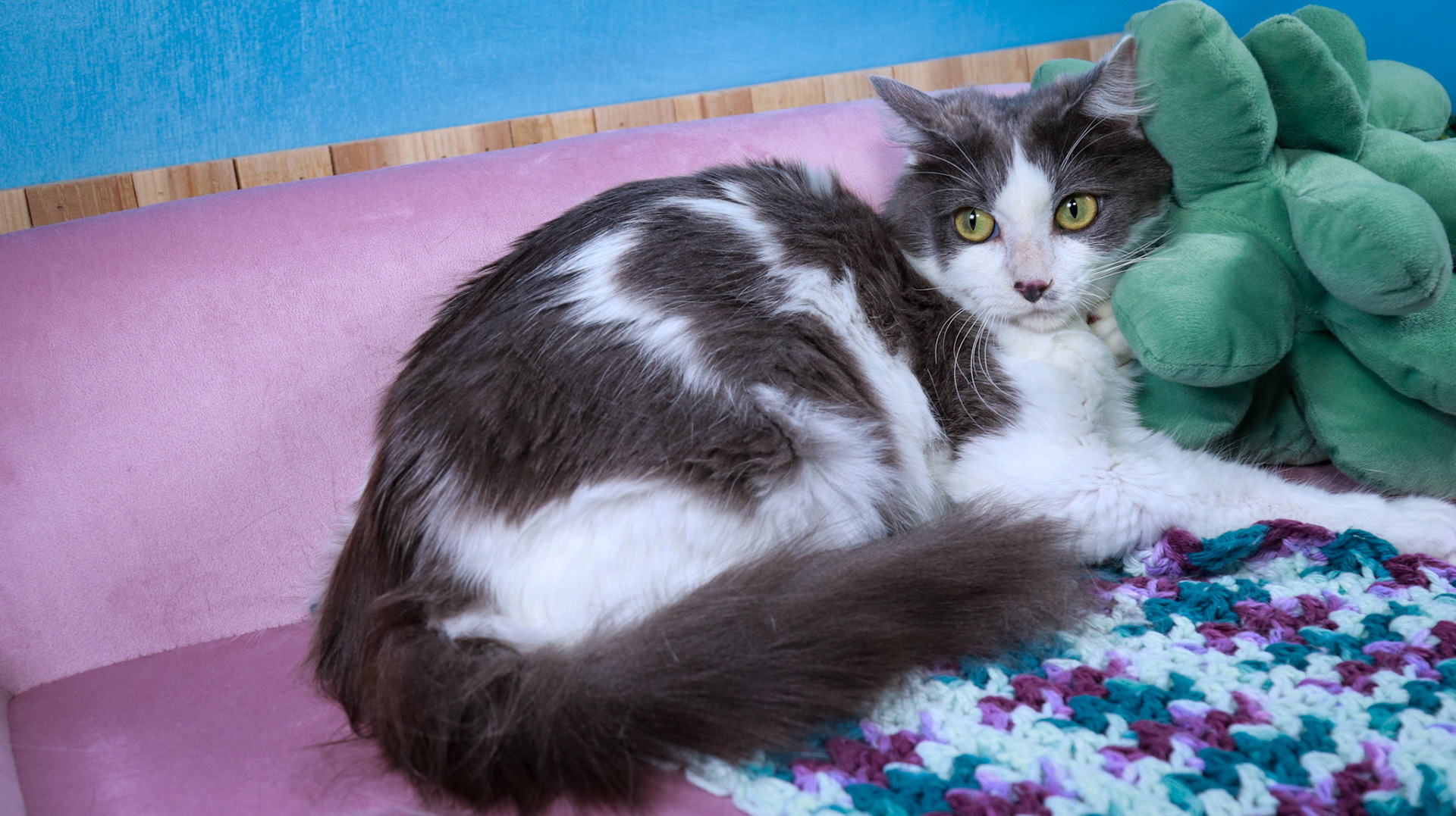 Roxy (F-DLH-Grey/White)
