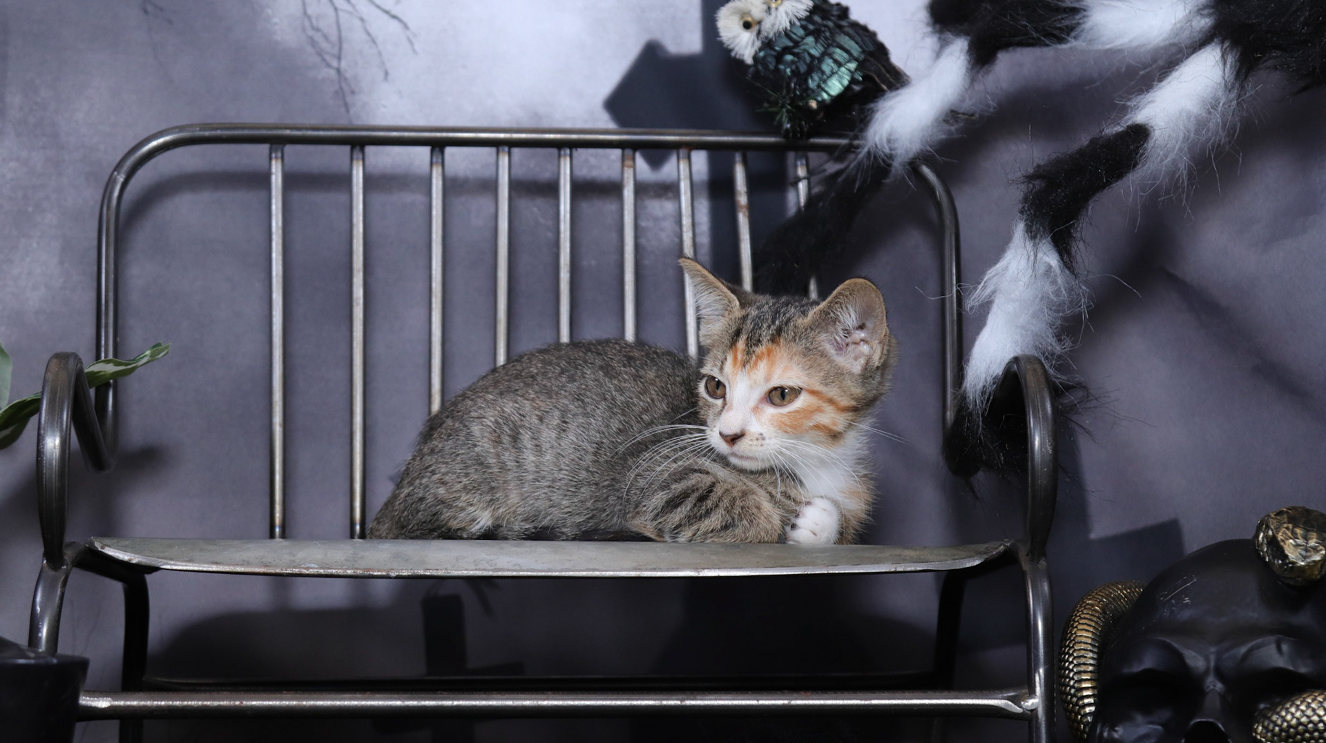 Athena (F-DSH-Tabico)