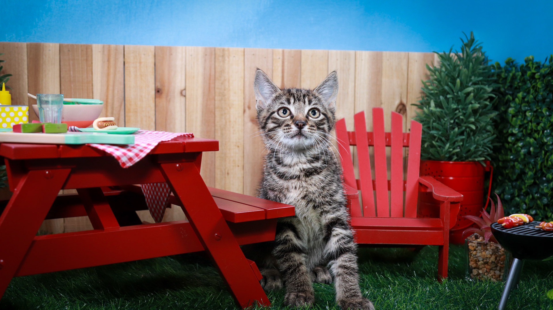 Timber (M-DSH-Brown/Tabby)