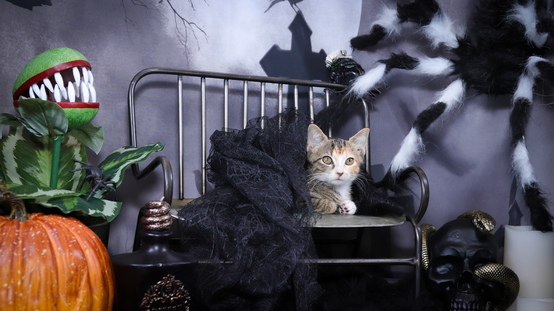 Athena (F-DSH-Tabico)