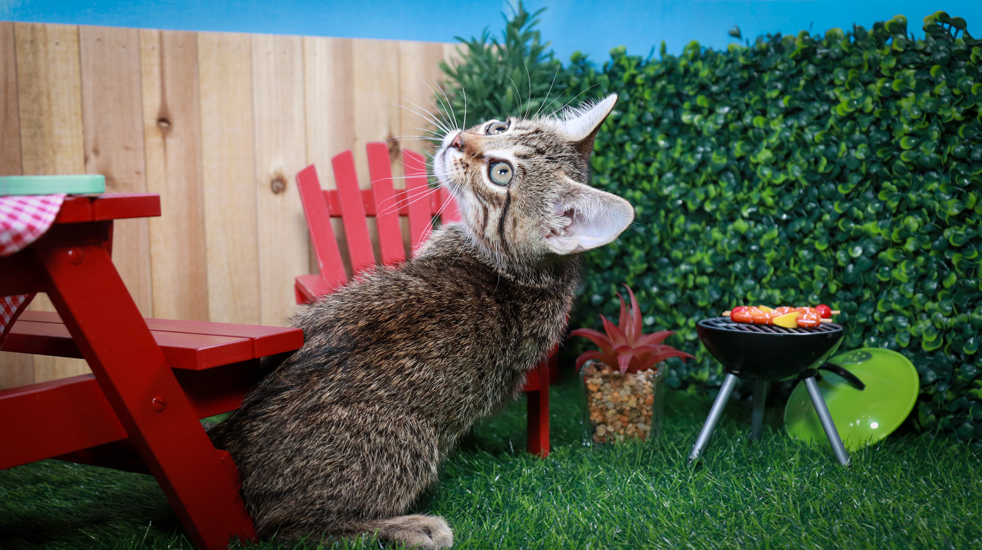 Bosky (M-DSH-Brown/Tabby)