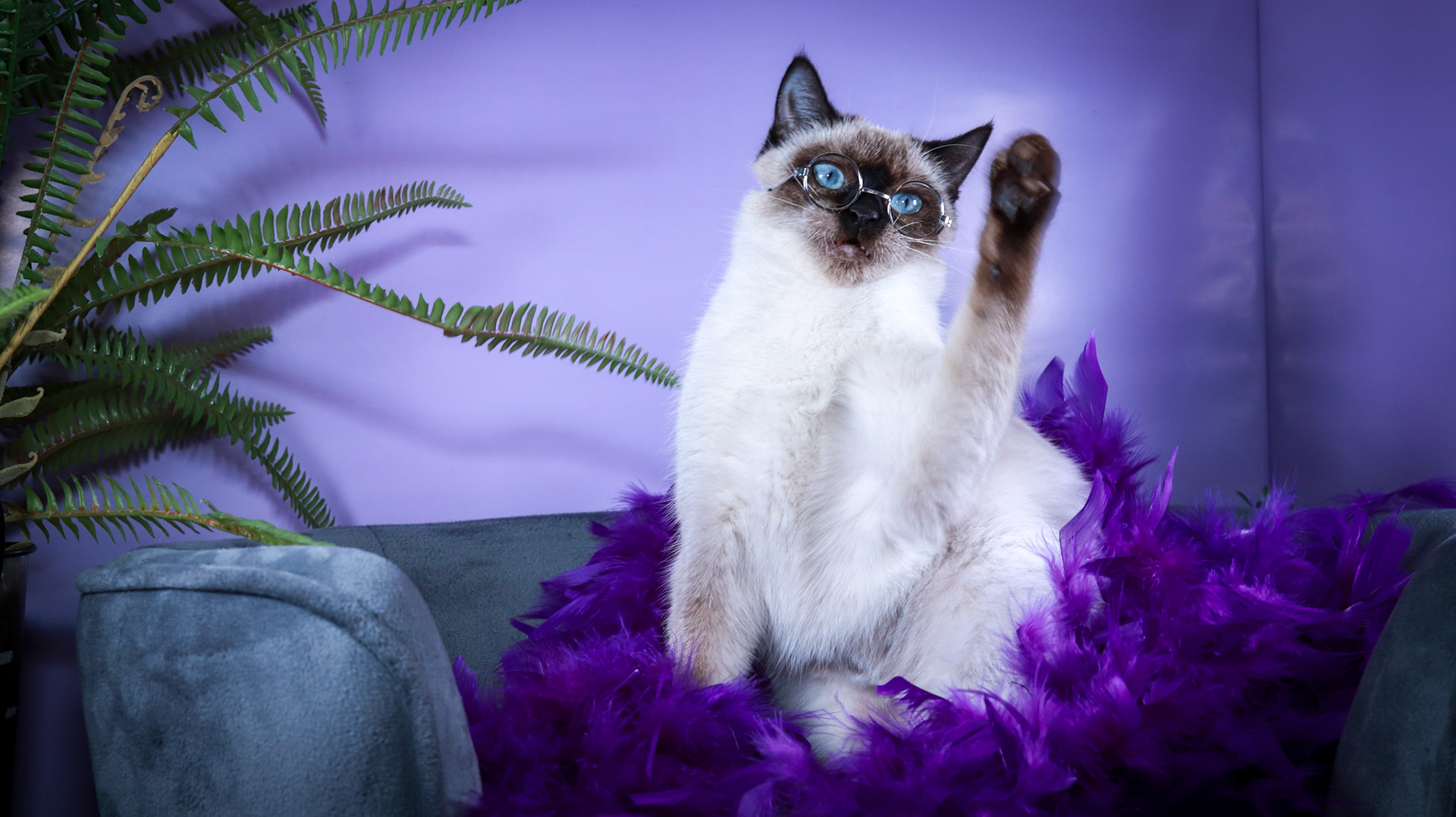 Meci (F-DSH-Seal Point Siamese)