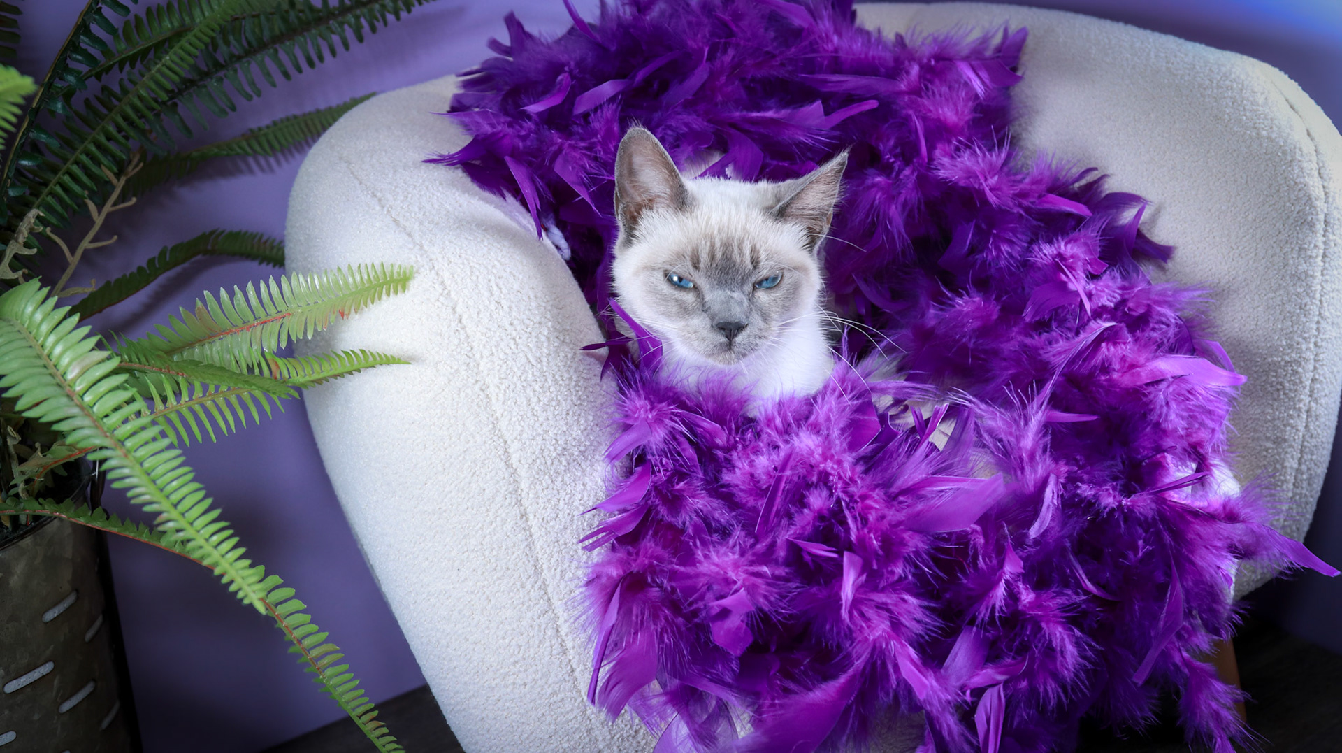 Grit (F-DSH-Siamese)
