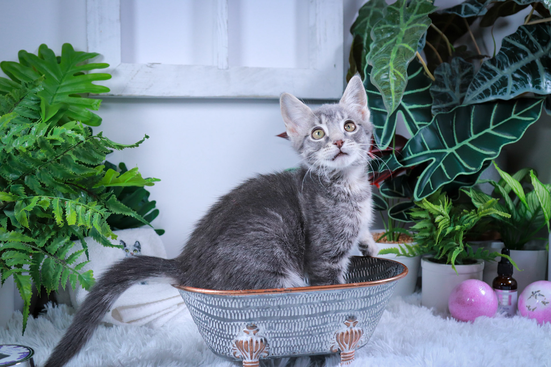 Tobey (M-DSH-Gray/Tabby)