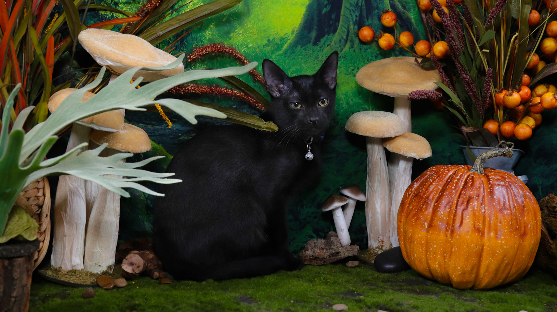 Raven (M-DSH-Black)
