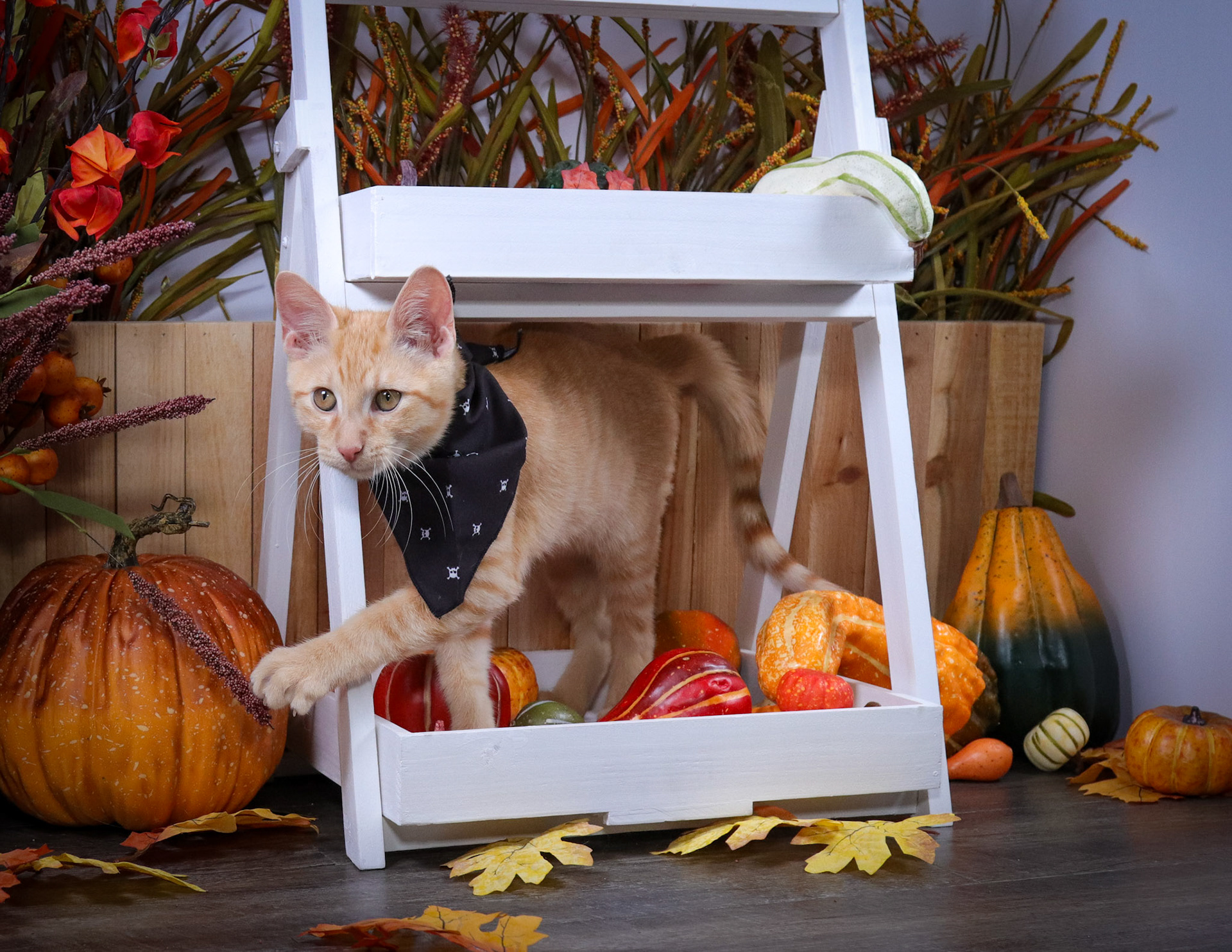 Rusty (M-DSH-Orange/White)