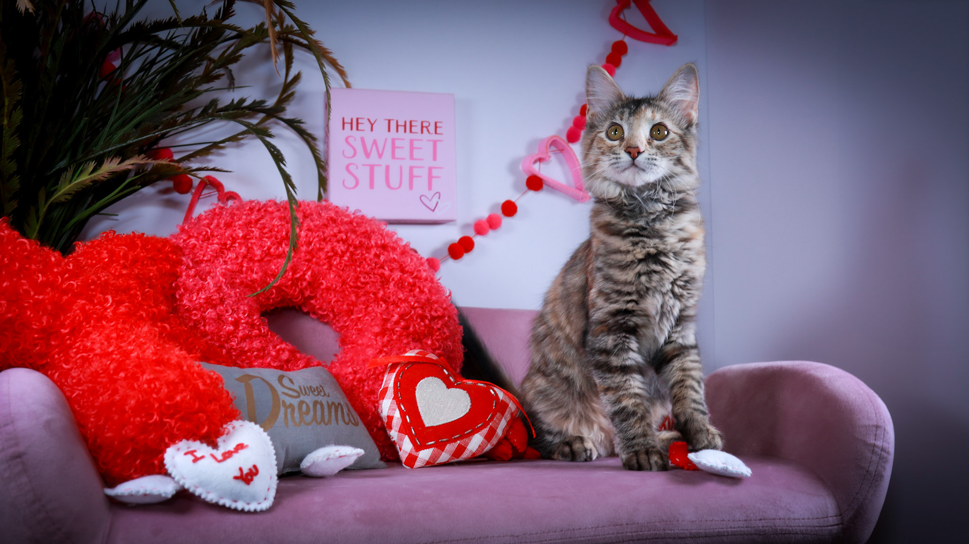 Cheryl (F-DSH-Torbie)