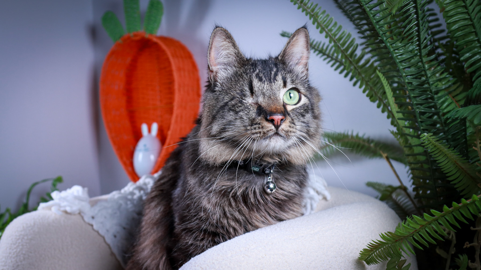 Bucky (M-DMH-Tabby)