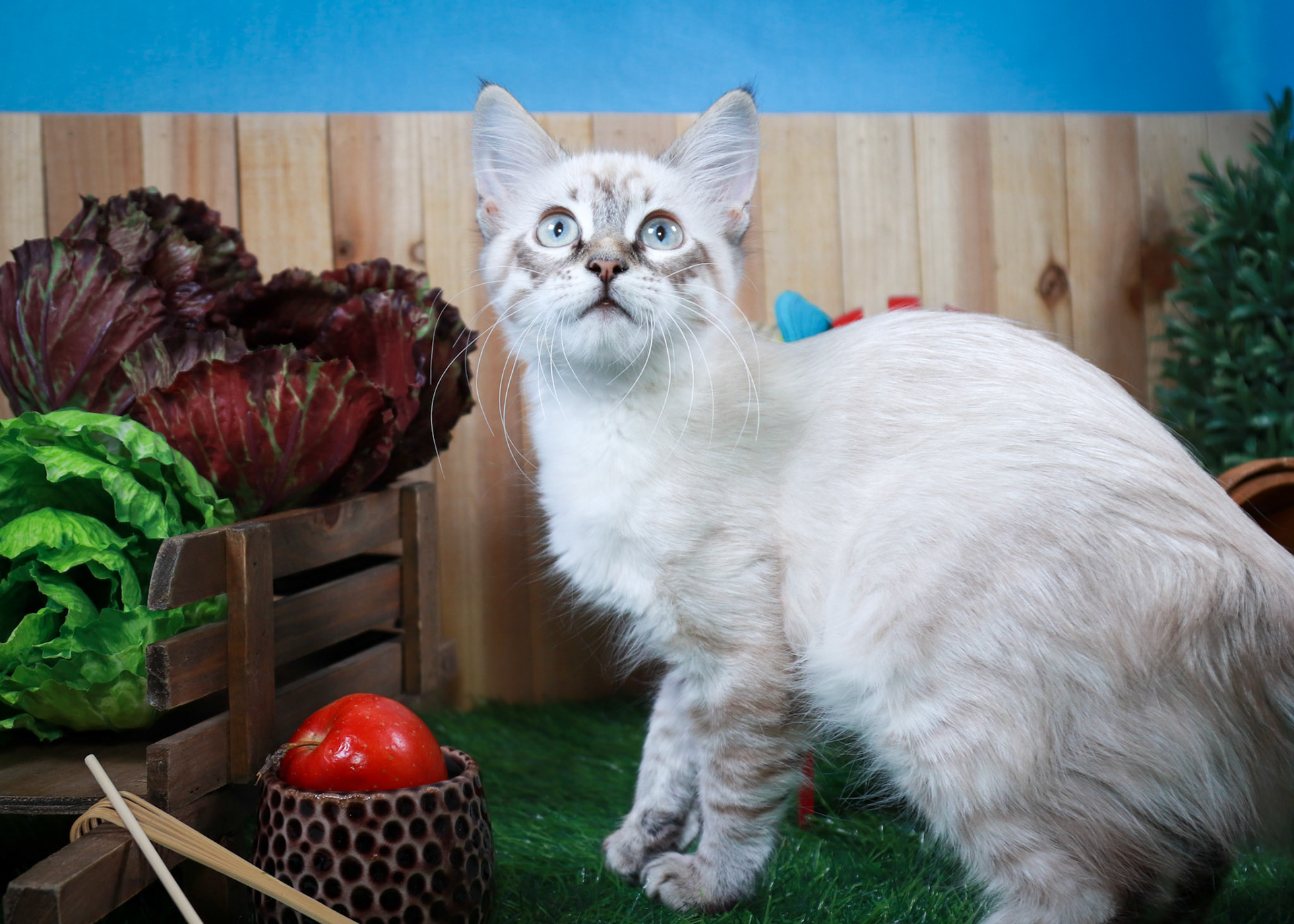 Claira Bow (F-DLH-Linx Point Siamese)