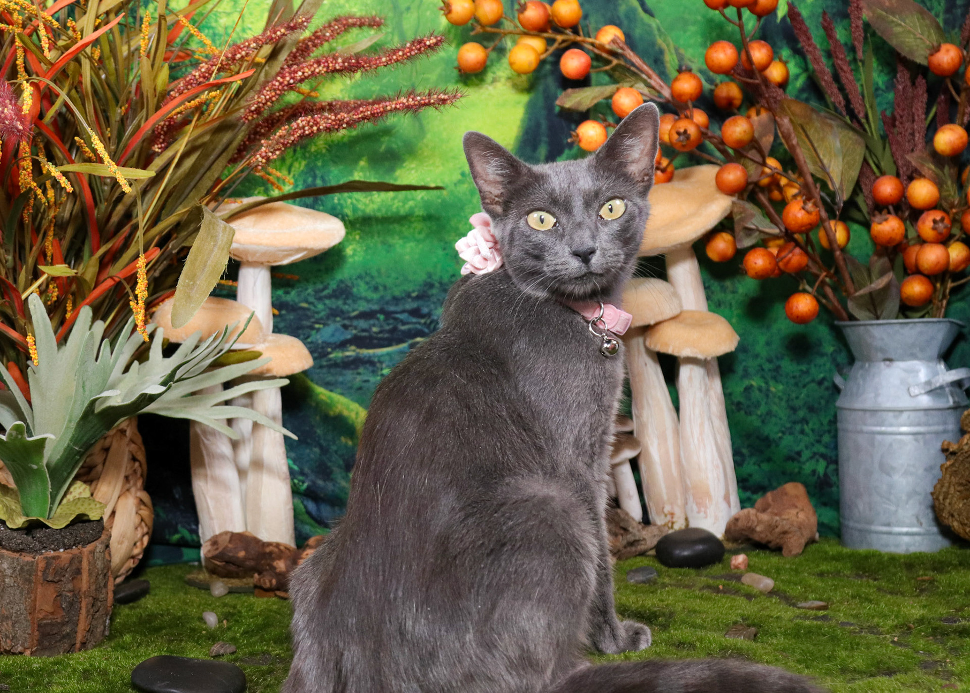 Willow (F-DSH-Russian Blue Mix)