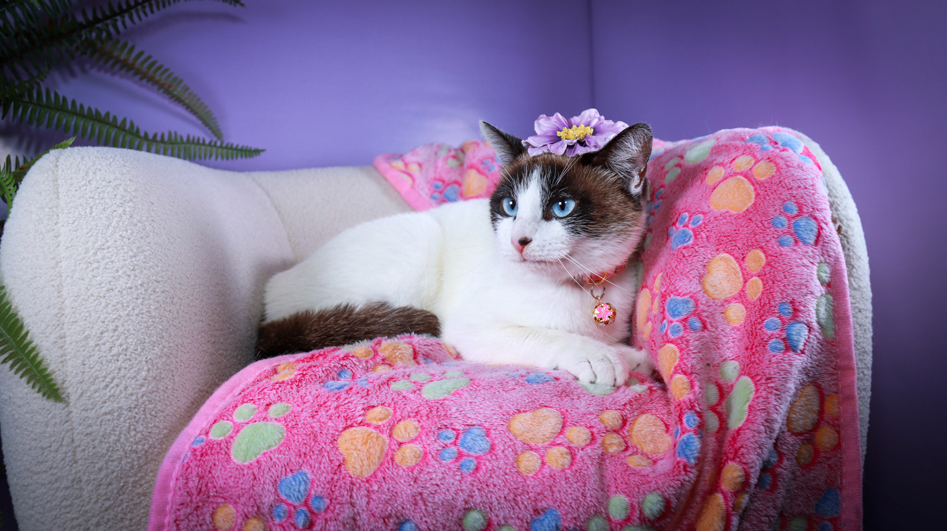 Kilala (F-DSH-Snow Shoe Siamese)