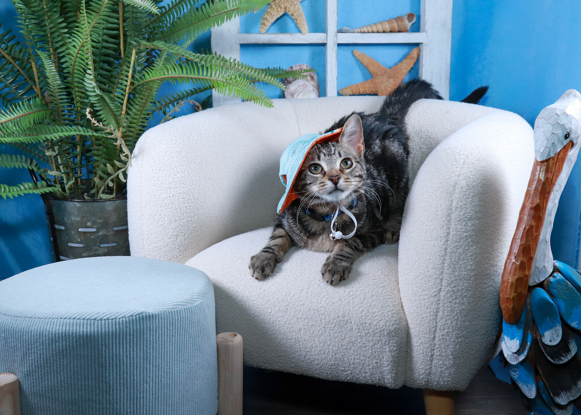 Nooki (F-DSH-Tabby)