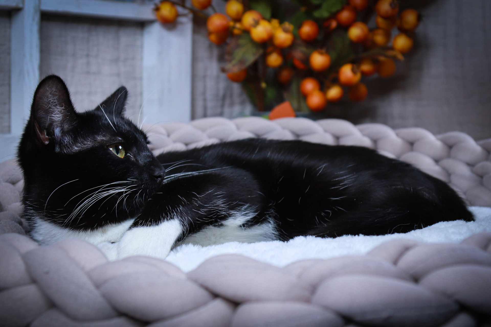 Luna (F-DSH-Black/White/Tuxie)