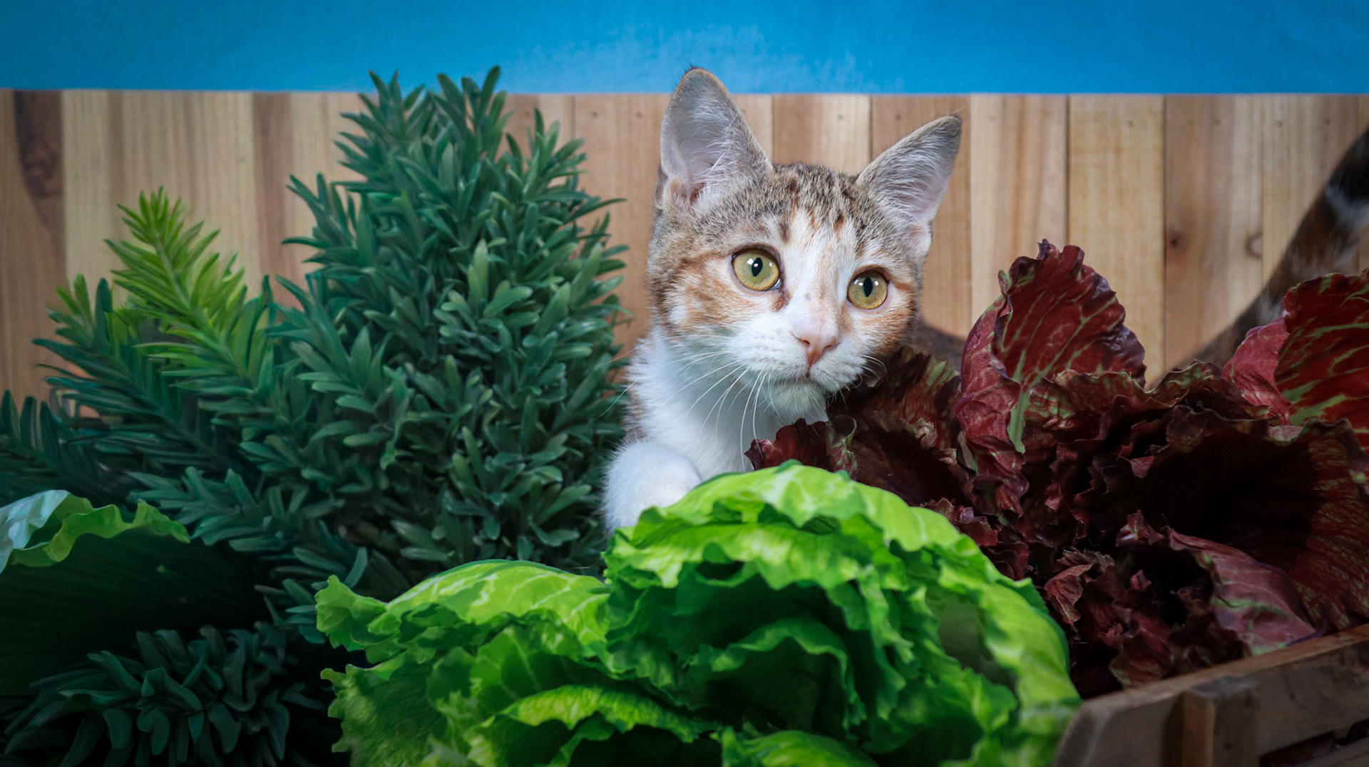 Dottie (F-DSH-Tabbico)