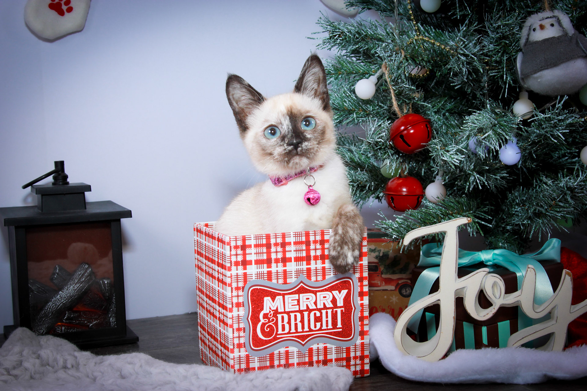 Maple (F-DSH-Tortie Pint Siamese)