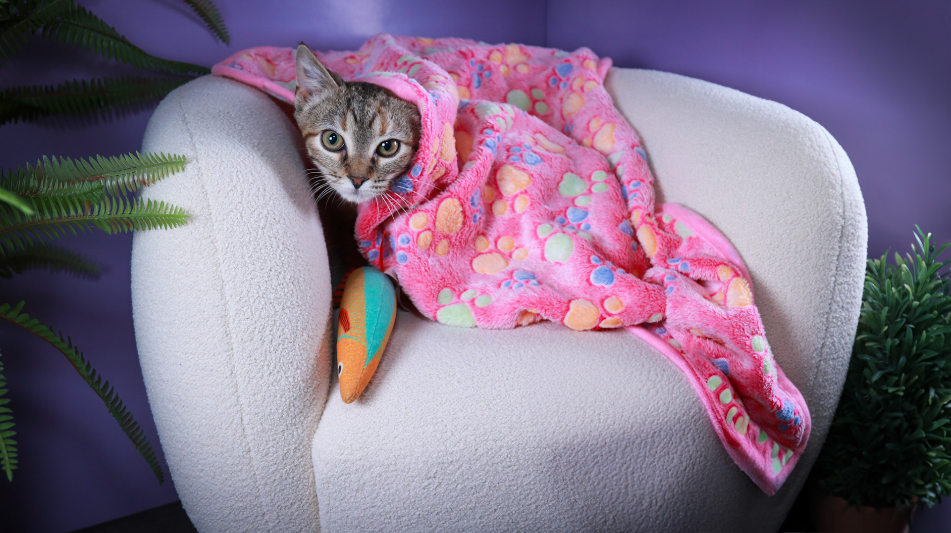 Poppy (F-DSH-Torbie)