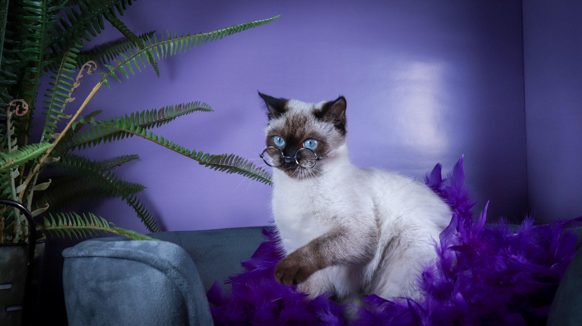 Meci (F-DSH-Seal Point Siamese)
