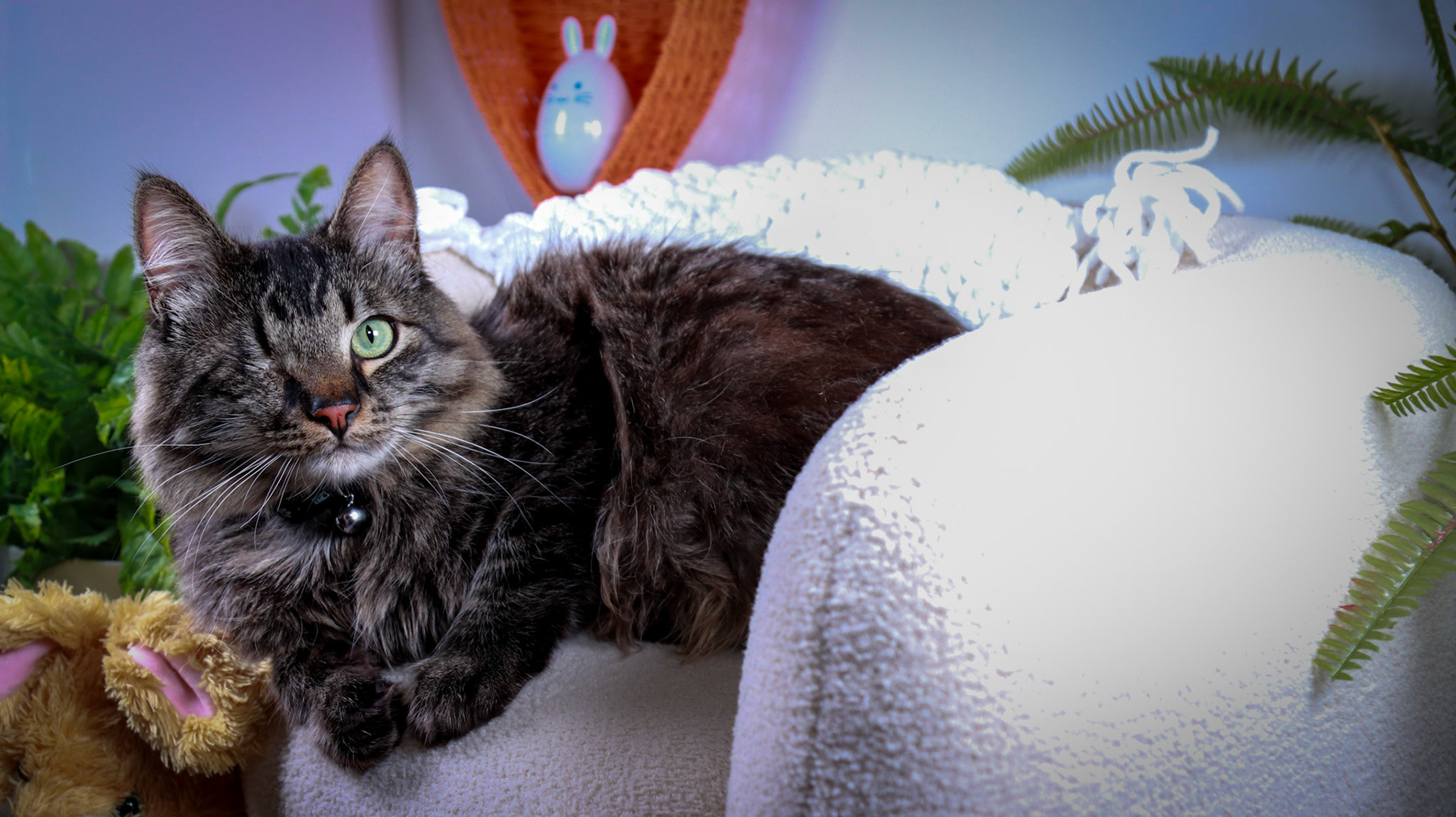 Bucky (M-DMH-Tabby)