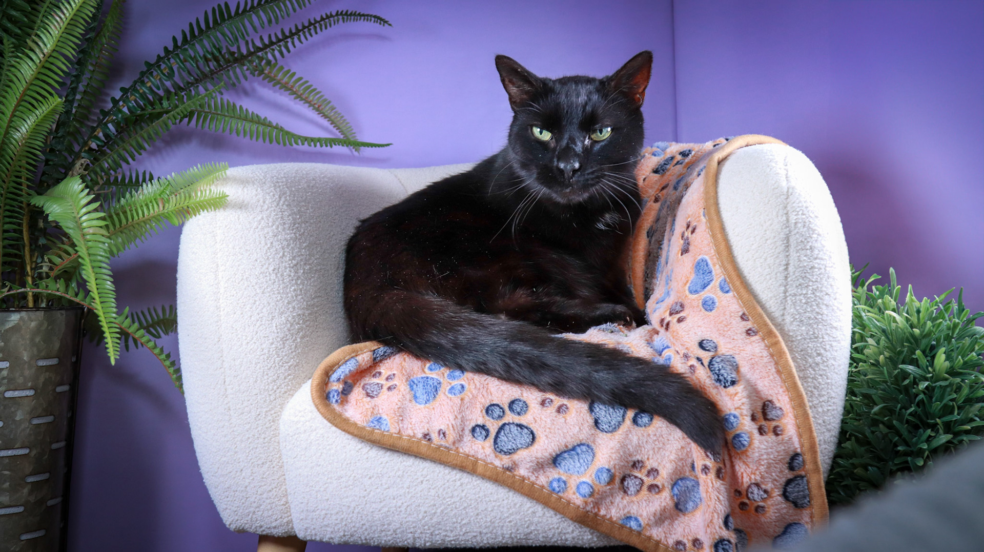 Klondike (M-DSH-Black)