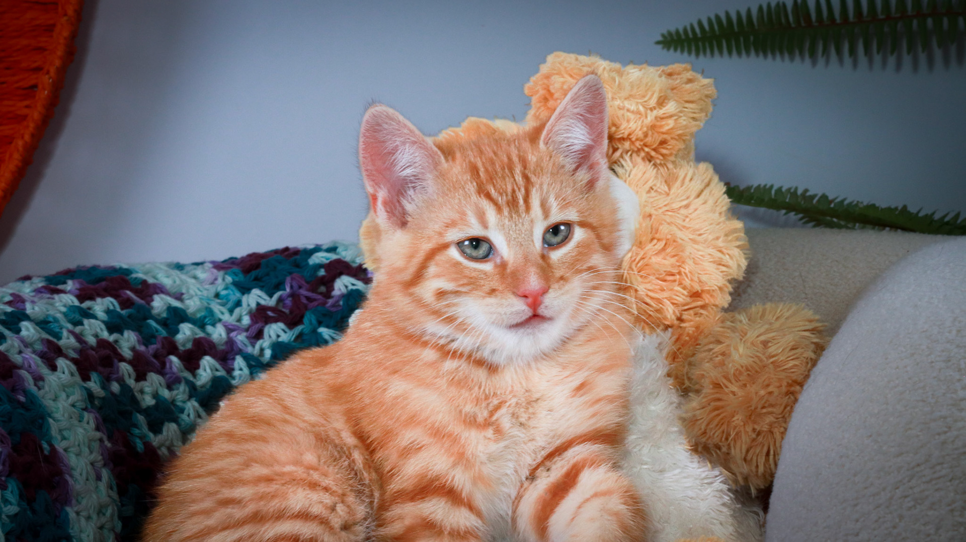 Woodrow (M-DSH-Ginger)