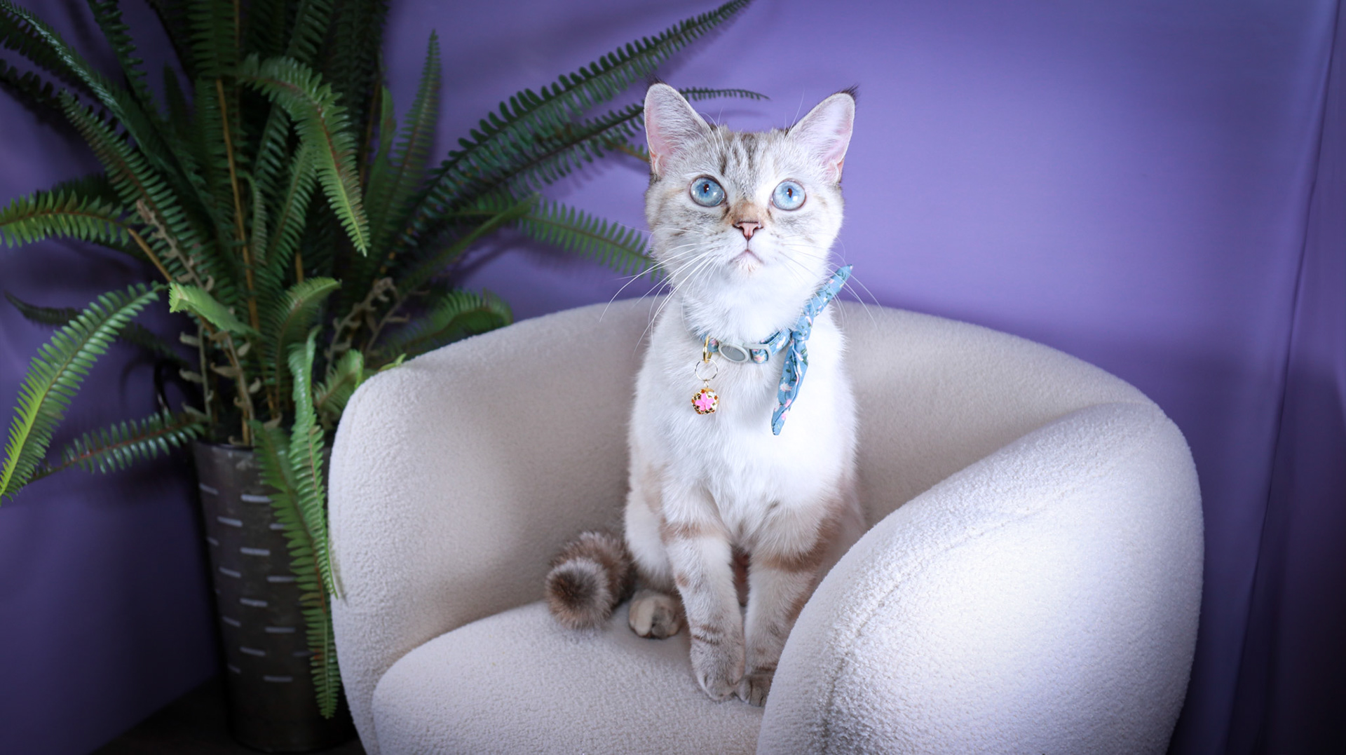 Lumi (F-DSH-Lynx Point Siamese)