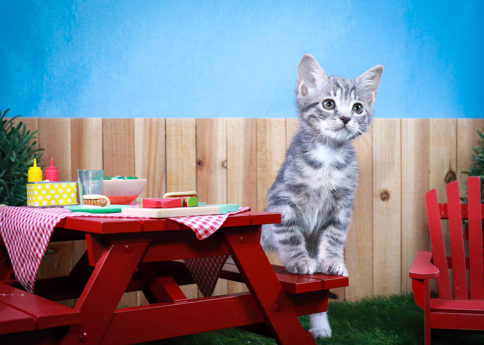 Pansy (F-DSH-Grey/Tabby)