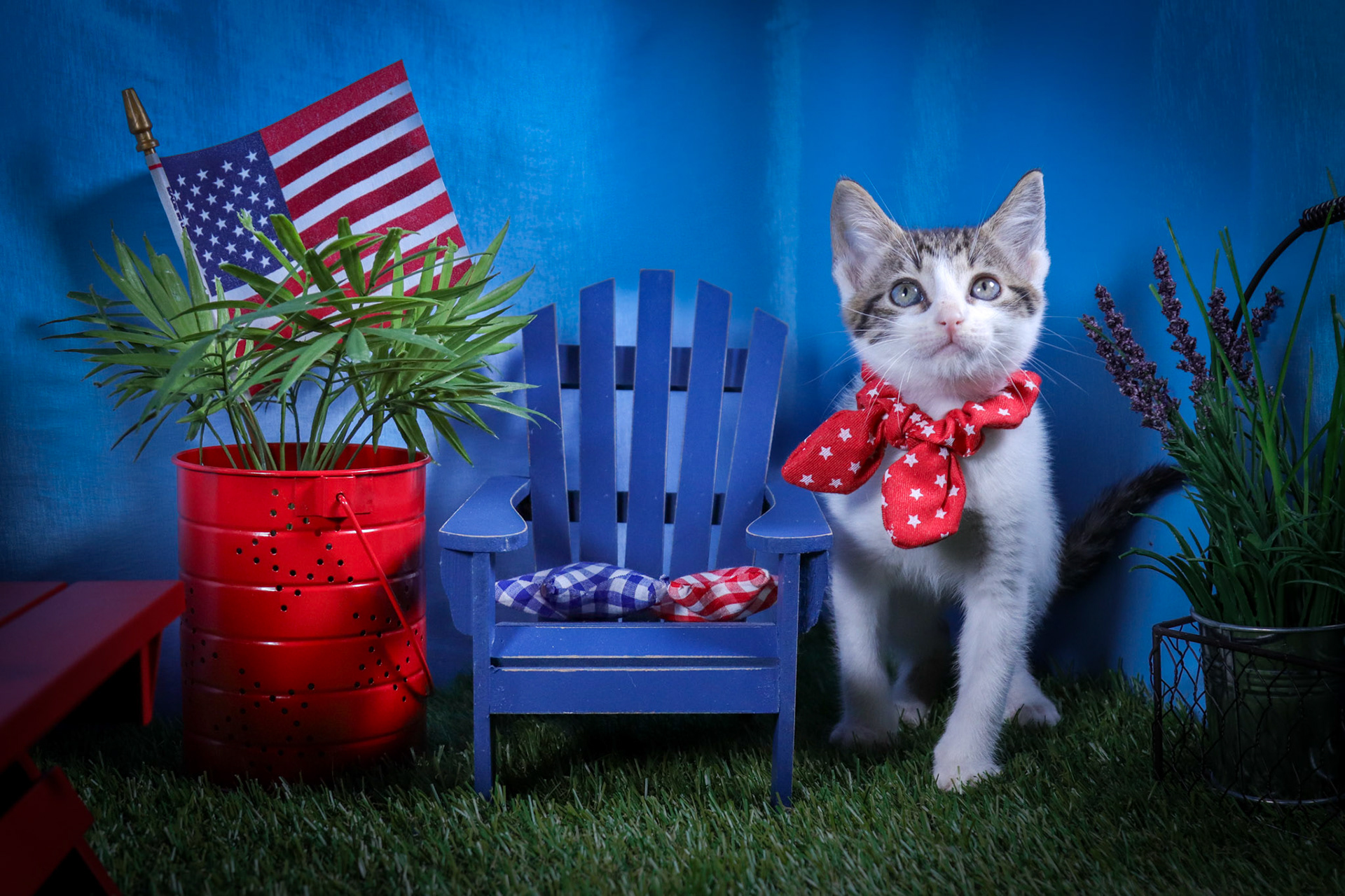 Dot (F-DSH-Tabby/White)