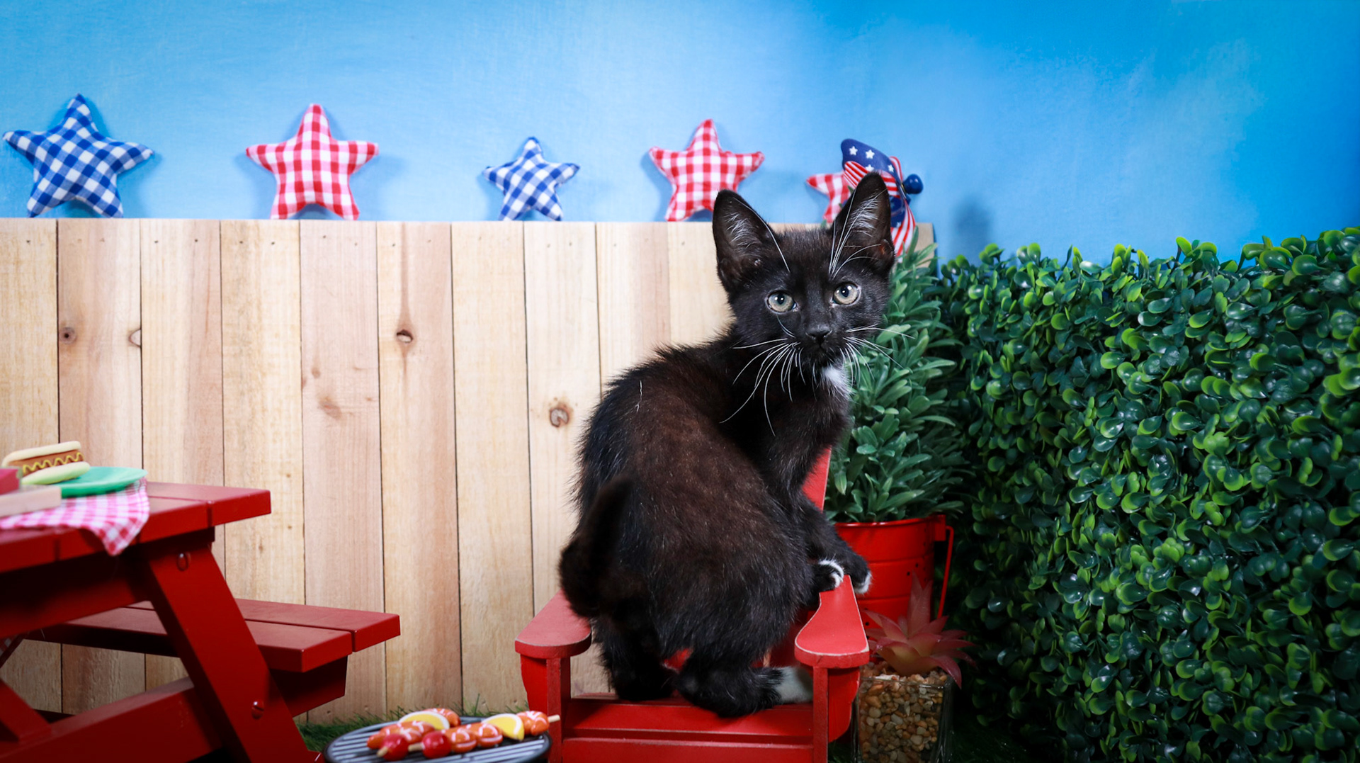 Davy Jones (M-DSH-Black/White/Tuxie)
