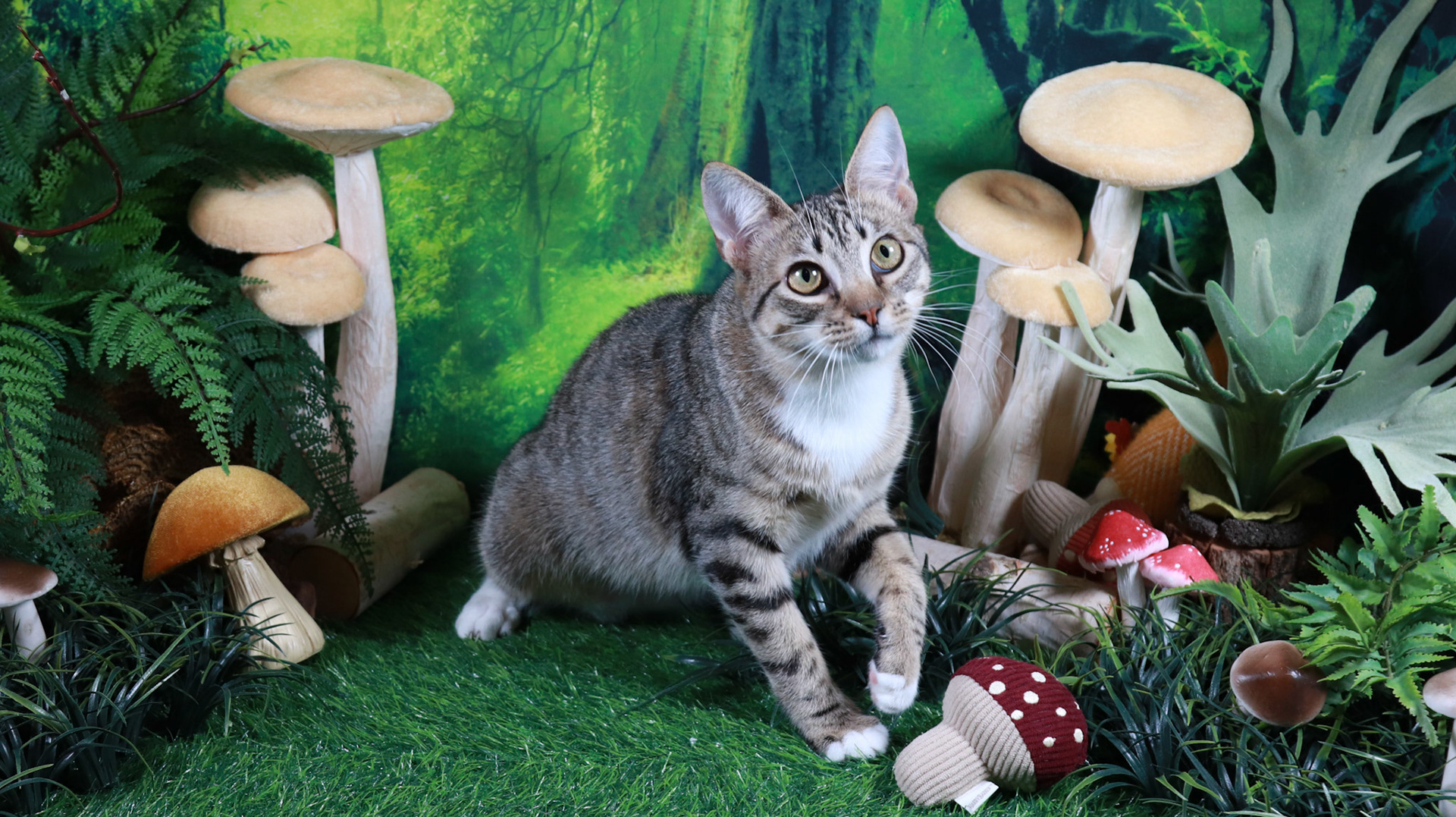 Frankie (F-DSH-Grey/Tabby)