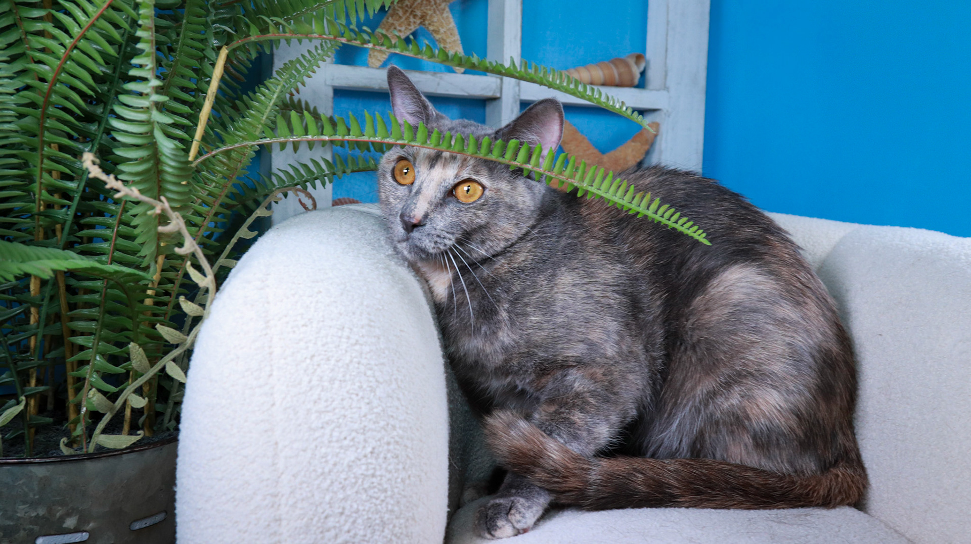Willow (F-DSH-Dilute Calico)
